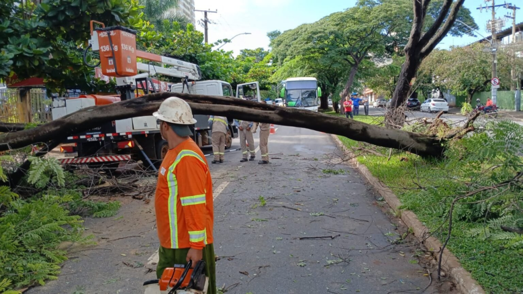 Para evitar complicações e reduzir o número de quedas durante o período chuvoso, a Companhia intensifica ações preventivas de poda Foto: Divulgação | Comurg