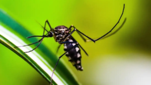 Goiânia registra 5.712 casos de dengue nas 11 primeiras semanas de 2025 Foto: Divulgação