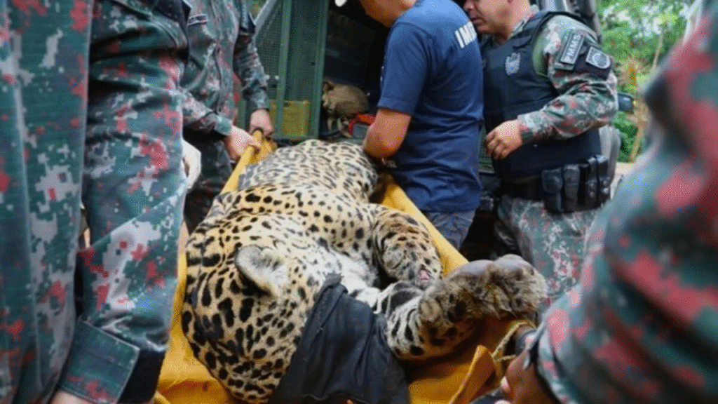 Onça que matou caseiro no Pantanal está debilitada e 26 kg abaixo do peso ideal Foto: Divulgação