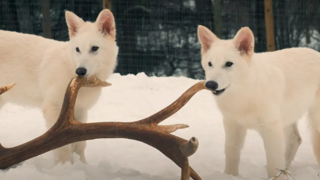 IMAGENS 2025 04 09T120008.848