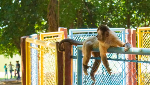 USP investiga como macacos-prego se adaptam ao ambiente urbano no Parque Areião