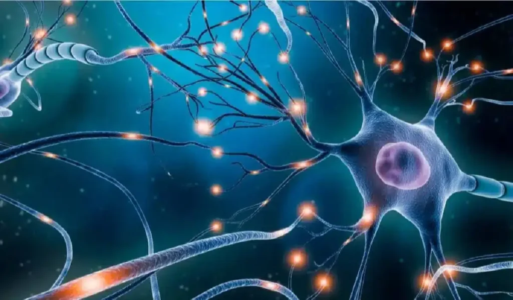 canabinoides naturais cerebro 1.jpg