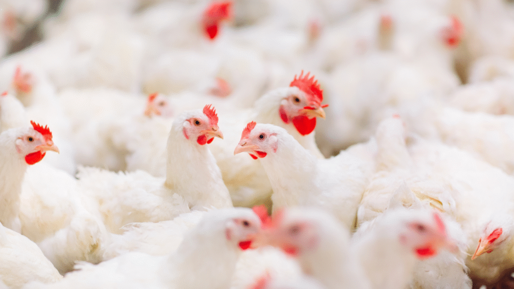 BBB 25 2025 05 22T135809.400