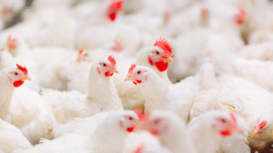 BBB 25 2025 05 22T135809.400