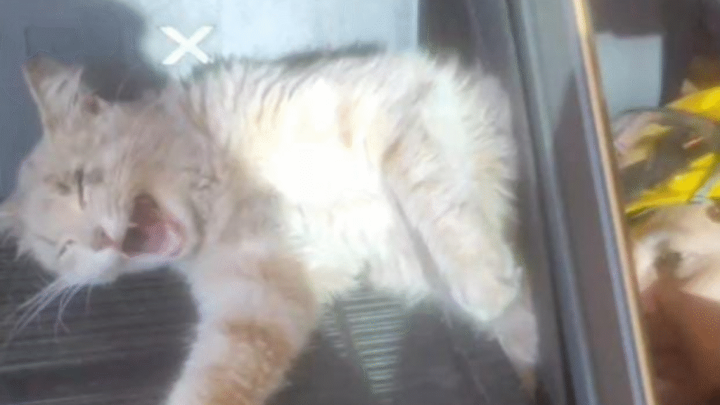 Gato é resgatado por bombeiros após ficar preso em escada de academia em Aparecida Foto: Divulgação