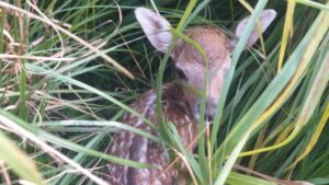 Chegada de filhotes e arara resgatada anima público, enquanto impacto da morte do cisne negro não alterou frequência no parque