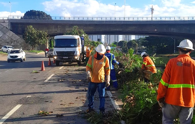 Comurg afirma que executa a remoção por risco de queda e presença de espécies invasoras, mas população cobra compensação ambiental