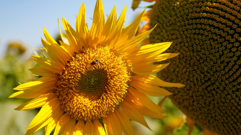 Estado consolida protagonismo no cultivo da oleaginosa na segunda safra Foto: Lucas Eugênio/Seapa