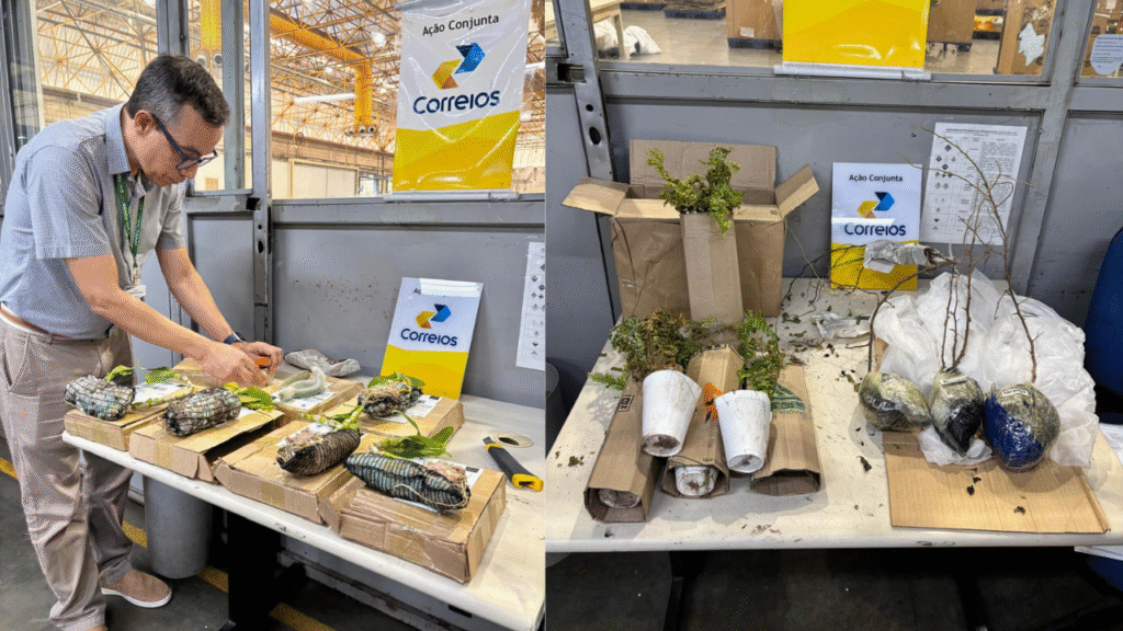Agrodefesa apreende sementes e mudas ilegais enviadas pelos Correios em Goiânia Foto: Divulgação