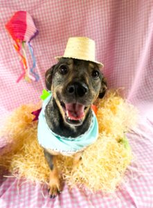 MiauDote Shopping Cerrado 28 5