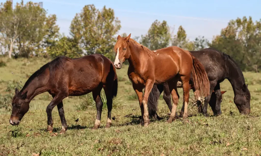 Somente em Goiânia, 70 animais morreram Foto: Rafa Neddermeyer/ABr