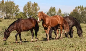 Somente em Goiânia, 70 animais morreram Foto: Rafa Neddermeyer/ABr