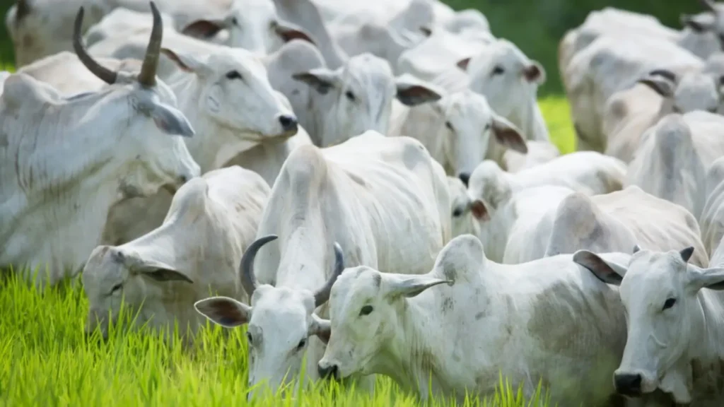 Agrodefesa alerta para fim do prazo da declaração obrigatória de rebanho