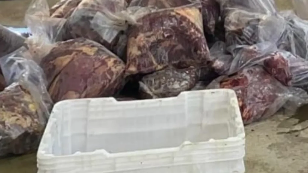 Polícia deflagra operação contra abate clandestino de cavalos