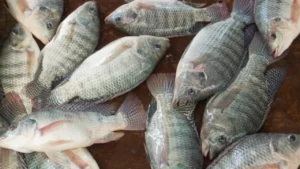 Goiás vira vitrine da tilapicultura; peixe já é a proteína que mais cresce no Brasil