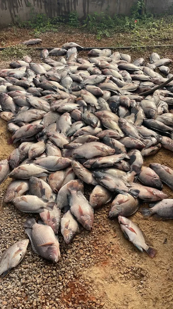 Queda de energia causa morte de 8 mil tilápias em criadouro de Goiânia e gera prejuízo de R$ 80 mil