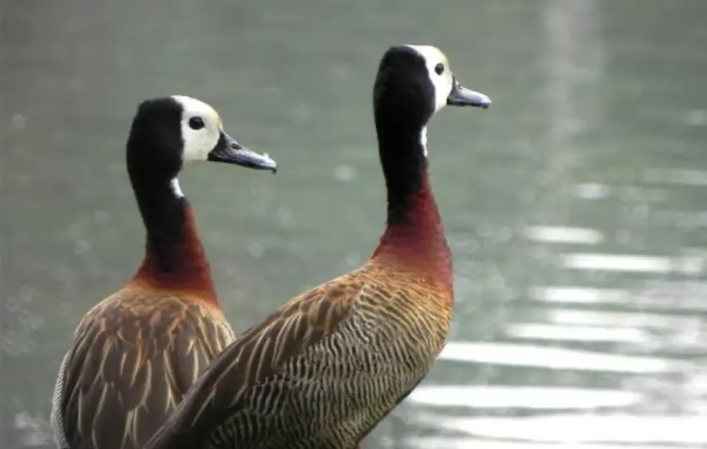 Gripe aviária volta a ser detectada em aves silvestres no Parque Ibirapuera, em SP Foto:Divulgação