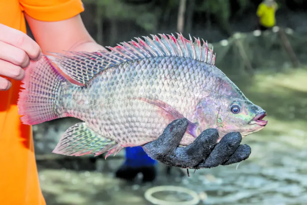 tilapia 2