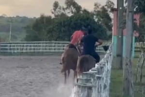 vaqueiro morre pisoteado cavalo