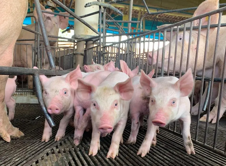 4 abre Divulgacao Agrodefesa