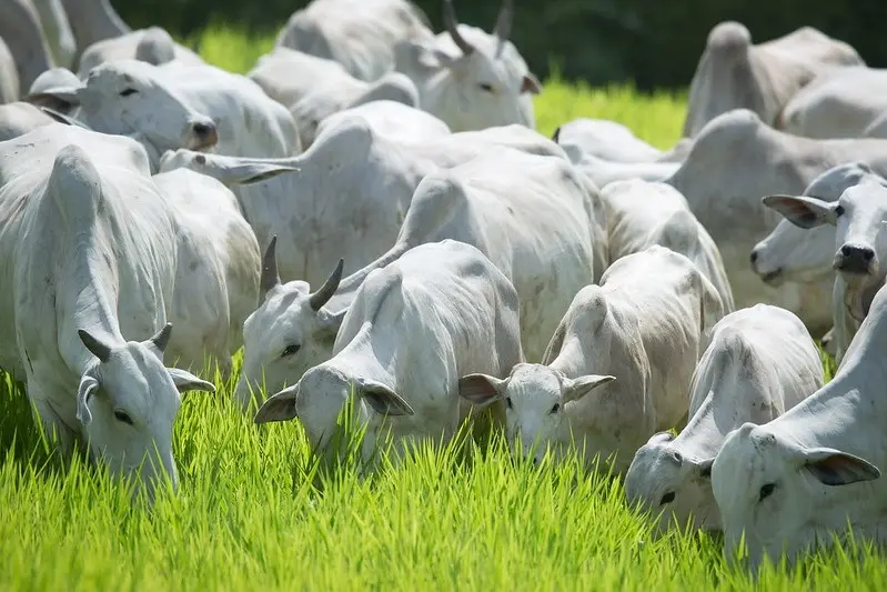 R$ 900 milhões desse valor referem-se exclusivamente à carne bovina Foto: Divulgação/Ministério da Agricultura