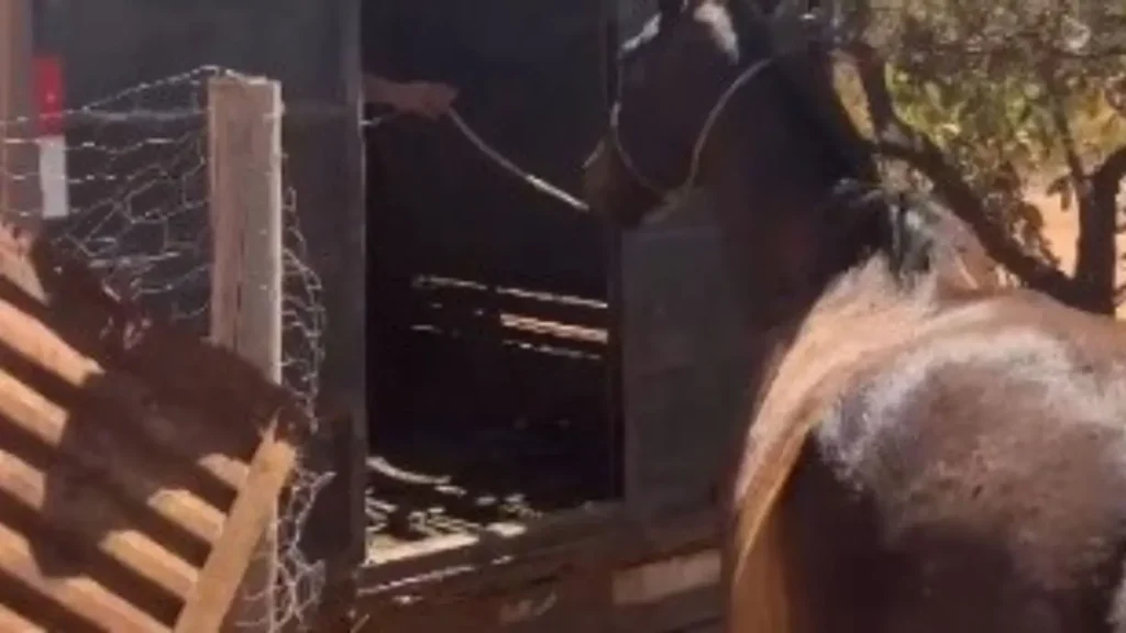 Dois homens são presos em Bela Vista de Goiás suspeitos de furto de gado