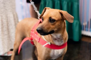 Creditos JV Retratos 2