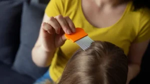 Pesquisadores identificaram cerca de três mil espécies de piolhos | foto: reprodução