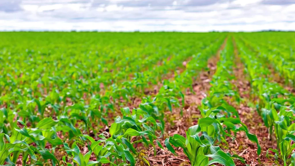 IMAGEM 02 CAPA milho maior cultura agricola produzida no mundo