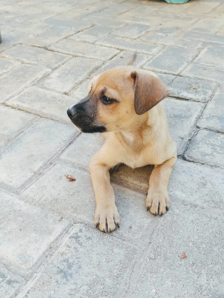 MiauDote Shopping Cerrado 16 5