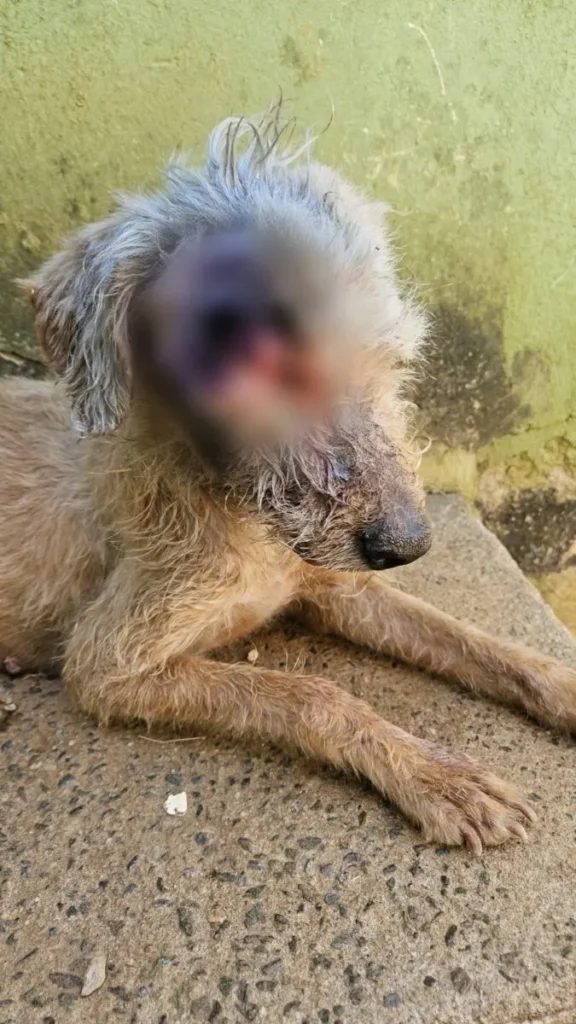 MAUS-TRATOS, GLOBO OCULAR CÃO