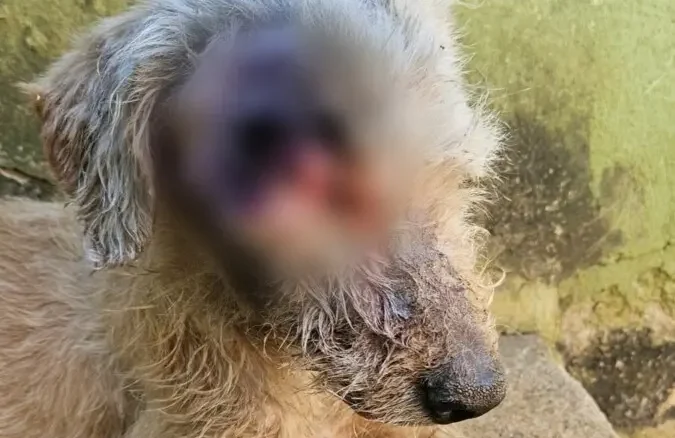 Tutor é preso suspeito de maus-tratos; cão resgatado precisará retirar o globo ocular