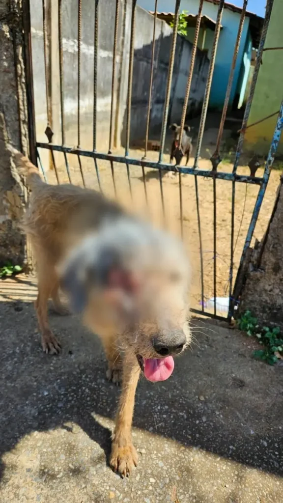 TUTOR MAUS TRATOS CÃO