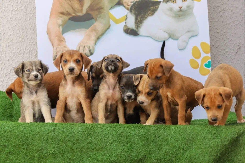 WhatsApp Image 2025 08 01 at 17.39.25 1