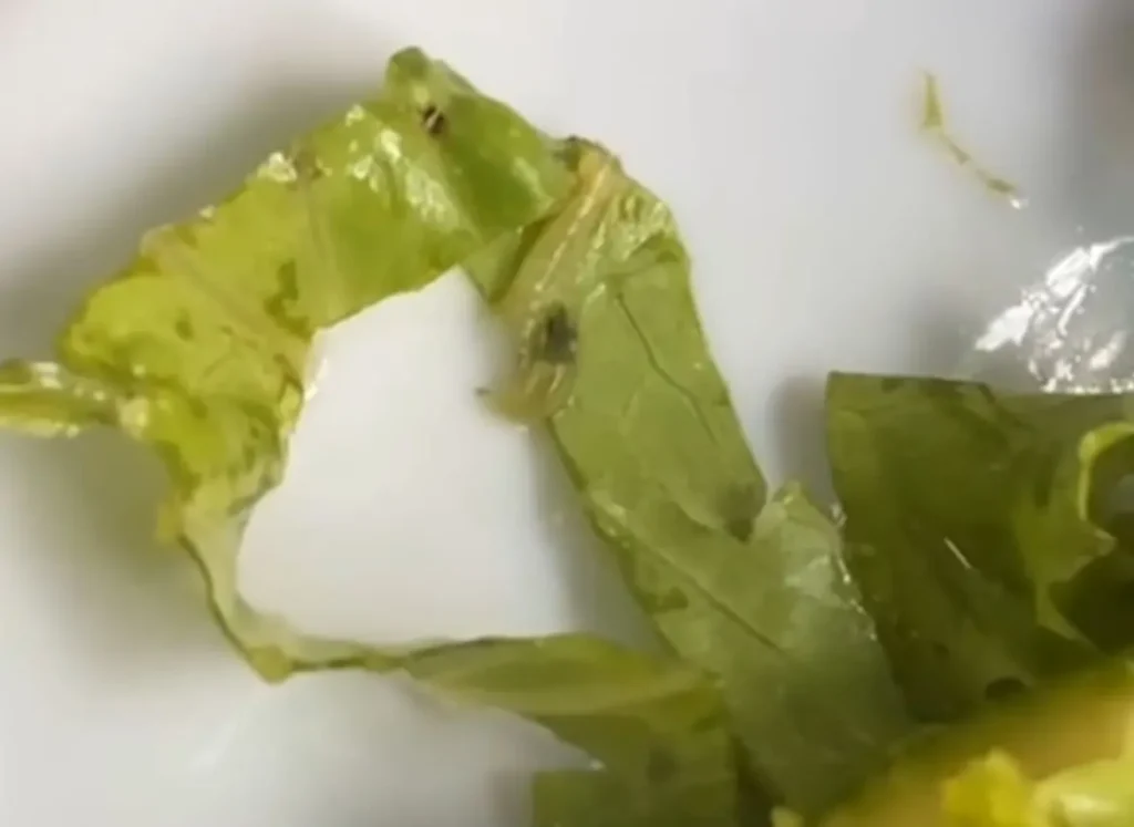 larvas hospital da clinica