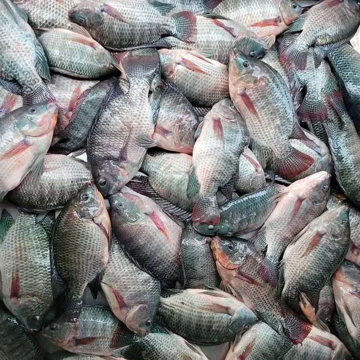 WhatsApp Image 2025 08 11 at 06.44.41