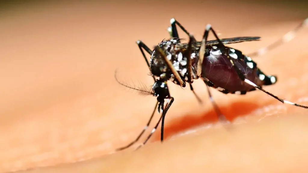 Mosquito Aedes aegypti, vetor da dengue, zika e chikungunya. | foto: Divulgação