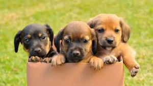 Evento ocorre das 11h às 15h, no estacionamento do shopping, e oferece vale-castração para todos os animais adotados | foto: Reprodução
