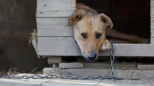 cachorro acorrentado 1670265507152 v2 900x506