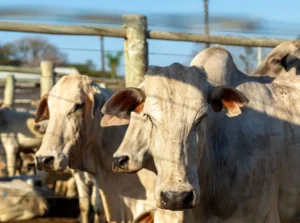 genetica bovina e pecuaria blog superbid 8