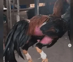 image 2025 08 13T084208.336