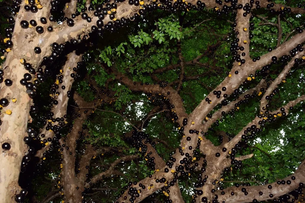 Temporada da Jabuticaba em Hidrolândia será aberta no fim de agosto