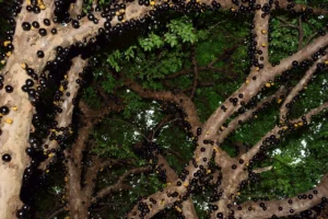 Temporada da Jabuticaba em Hidrolândia será aberta no fim de agosto