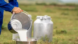 mercado de leite em goias fechou julho com queda de 1 05