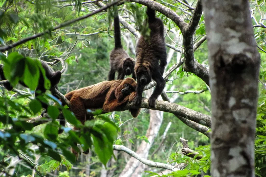 Acompanhamento da doença em macacos é realizado durante todo o ano, de forma contínua Foto: Carla Possamai/Projeto