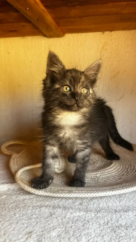 Evento adocao animais Plaza DOro Divulgacao 3