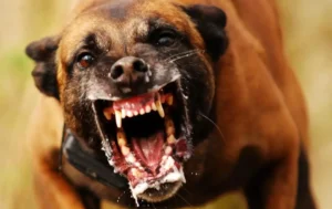 Idosa morre após ataque de cachorro Pitbull em Anápolis