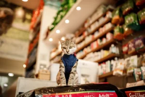 RJ pet carioca 00336 11zon