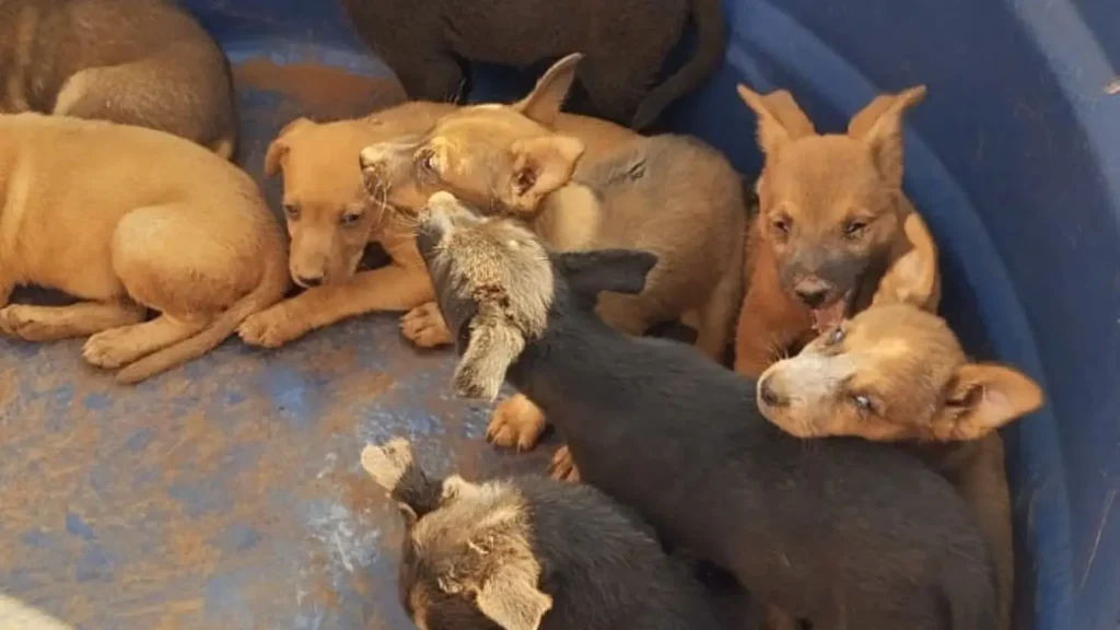 Nove filhotes de cachorro foram resgatados por bombeiros em terreno em obra, em Goiatuba