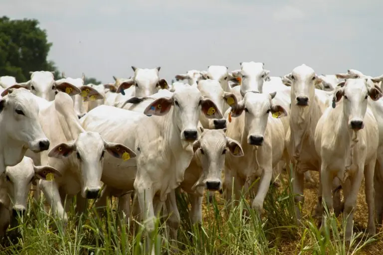 Goiás reforça sua relevância no agronegócio brasileiro Foto: Lucas Eugênio/Seapa